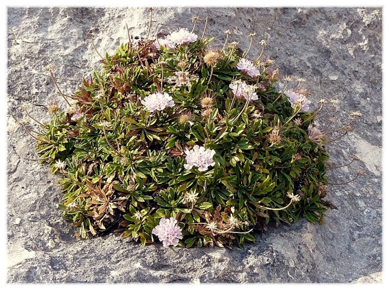 Lomelosia crenata subsp. dallaportae / Vedovina di Dallaporta